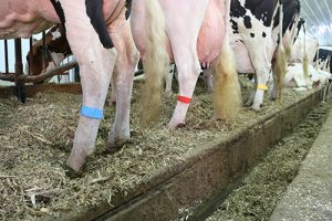 Multi-Loc® Leg Band - Blank - Image 12